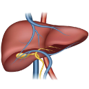 লিভার ও পরিপাকতন্ত্র
